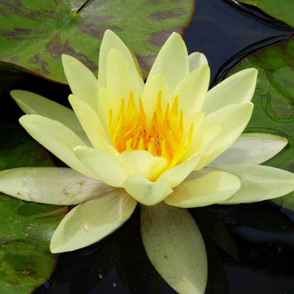 Acqua Garden Lily Lily, Nymphaea Marliacea Chromatella