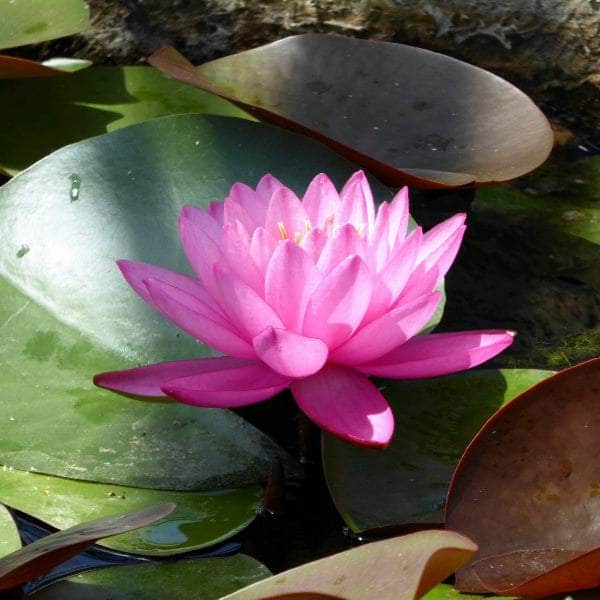 Acqua Garden Lily 1 x 3 Litre Pot Lily, Nymphaea 'Mayla'