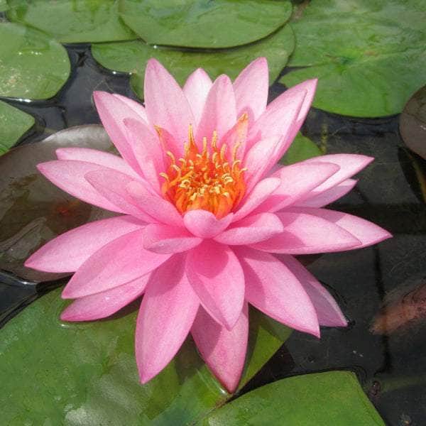 Acqua Garden Lily 1 x 3 Litre Pot Lily, Nymphaea 'Mayla'