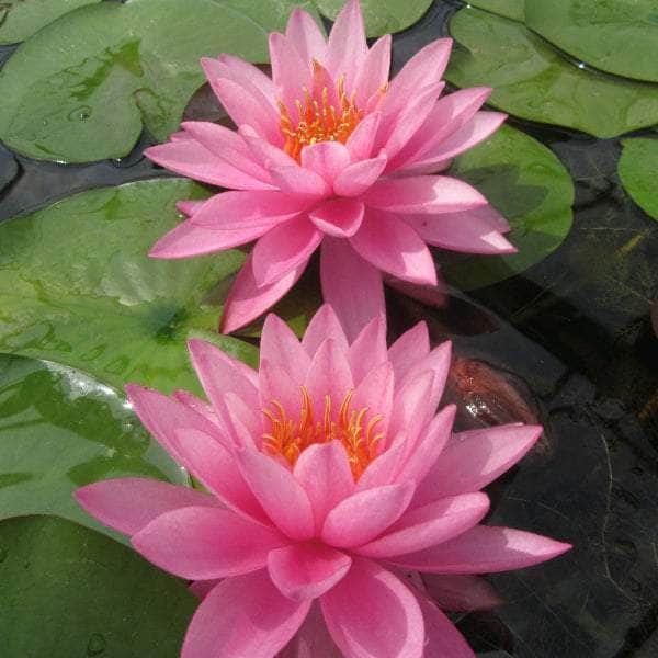 Acqua Garden Lily 1 x 3 Litre Pot Lily, Nymphaea 'Mayla'