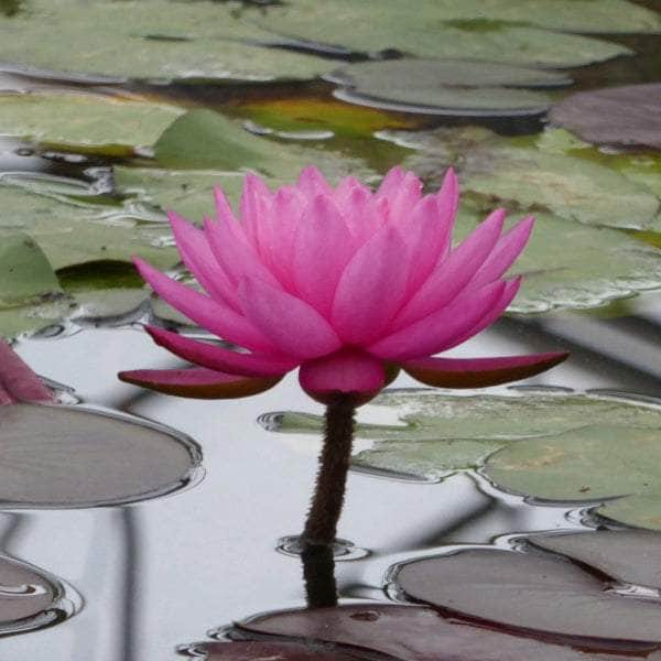 Acqua Garden Lily 1 x 3 Litre Pot Lily, Nymphaea 'Mayla'