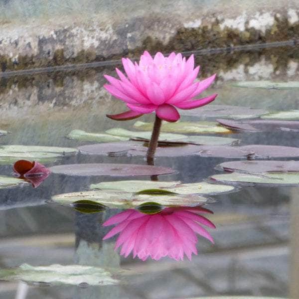 Acqua Garden Lily 1 x 3 Litre Pot Lily, Nymphaea 'Mayla'