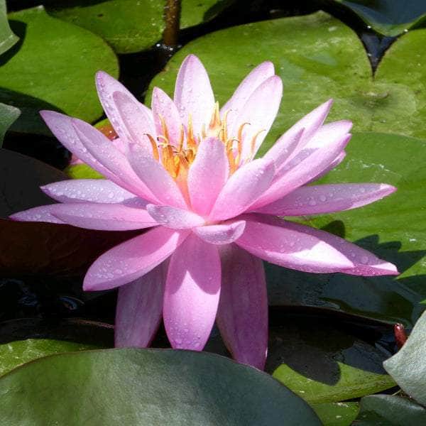 Acqua Garden Lily 1 x 3 Litre Pot Lily, Nymphaea 'Mayla'