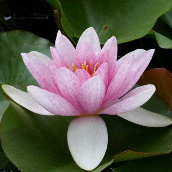 Acqua Garden Lily 1 x 3 Litre Pot Lily, Nymphaea 'Mrs Richmond'