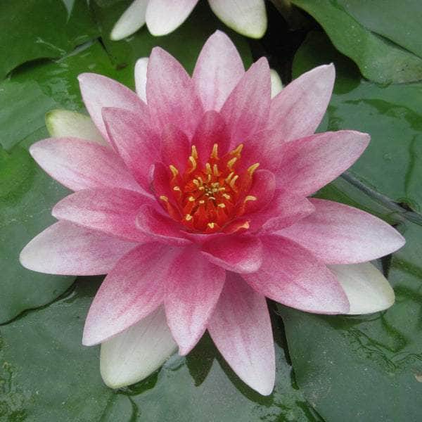 Acqua Garden Lily 1 x 3 Litre Pot Lily, Nymphaea 'Mrs Richmond'