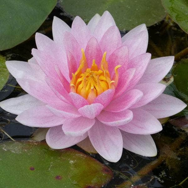 Acqua Garden Lily 1 x 3 Litre Pot Lily, Nymphaea 'Mrs Richmond'