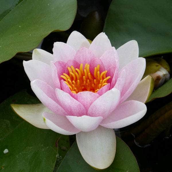 Acqua Garden Lily 1 x 3 Litre Pot Lily, Nymphaea 'Mrs Richmond'