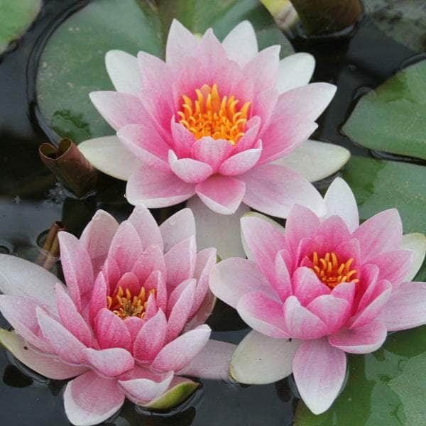 Acqua Garden Lily 1 x 3 Litre Pot Lily, Nymphaea 'Mrs Richmond'