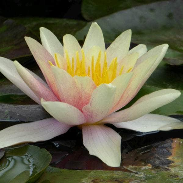 Acqua Garden Lily 1 x 3 Litre Pot Lily, Nymphaea 'Sioux'