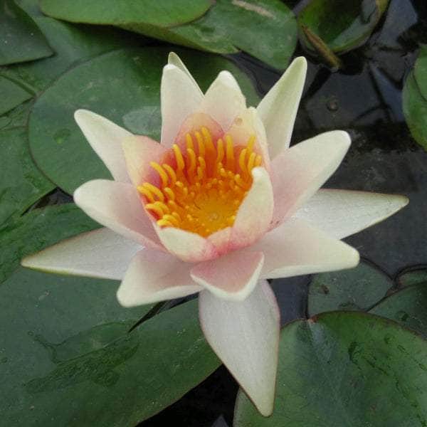 Acqua Garden Lily 1 x 3 Litre Pot Lily, Nymphaea 'Sioux'