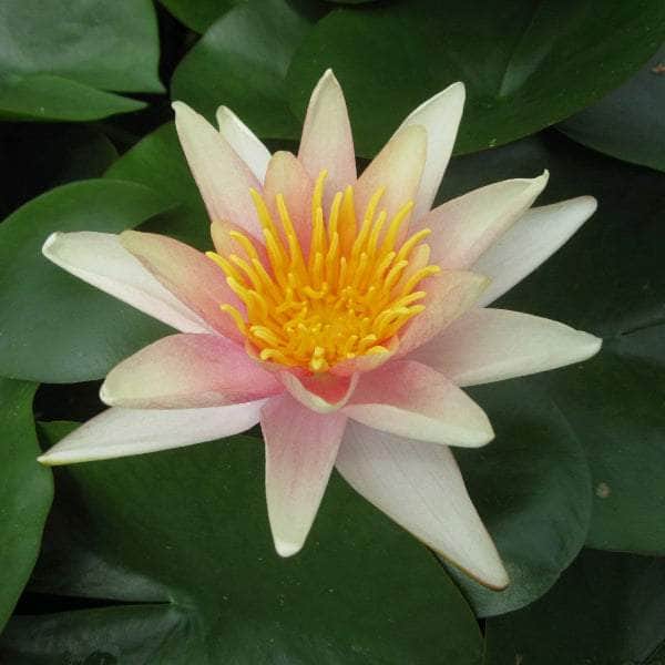 Acqua Garden Lily 1 x 3 Litre Pot Lily, Nymphaea 'Sioux'