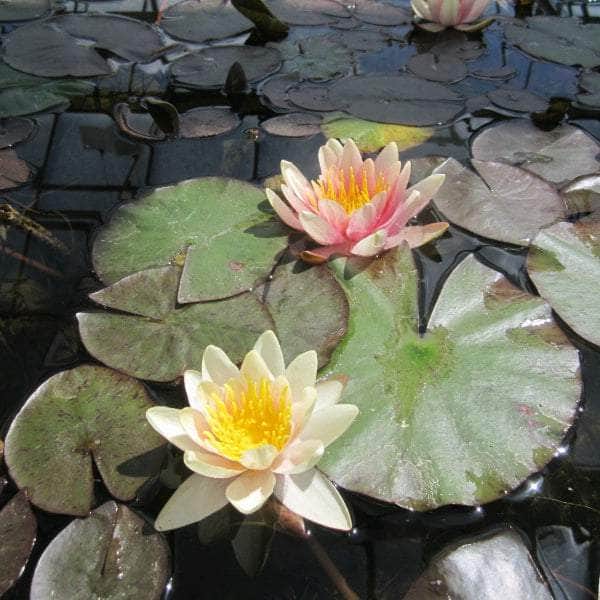 Acqua Garden Lily 1 x 3 Litre Pot Lily, Nymphaea 'Sioux'