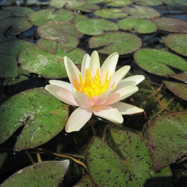 Acqua Garden Lily 1 x 3 Litre Pot Lily, Nymphaea 'Sioux'
