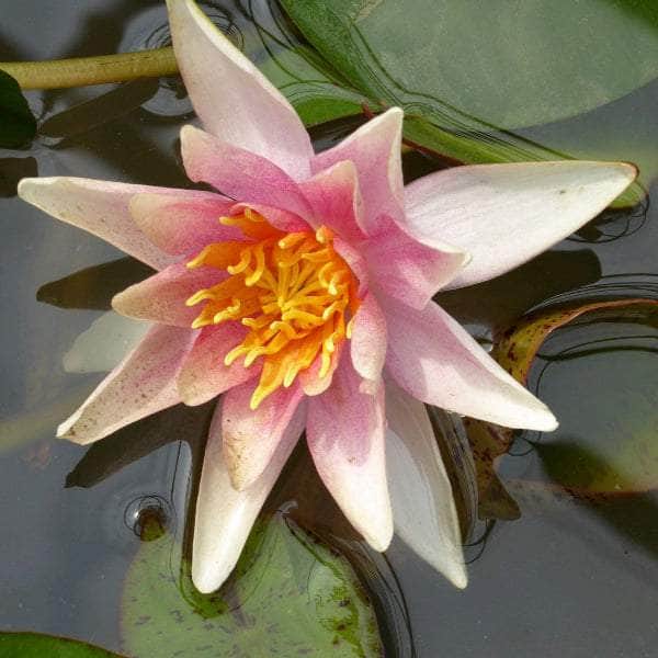 Acqua Garden Lily 1 x 3 Litre Pot Lily, Nymphaea 'Sioux'
