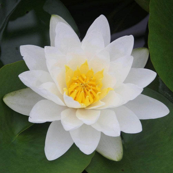 Acqua Garden Lily Lily, Nymphaea Virginalis
