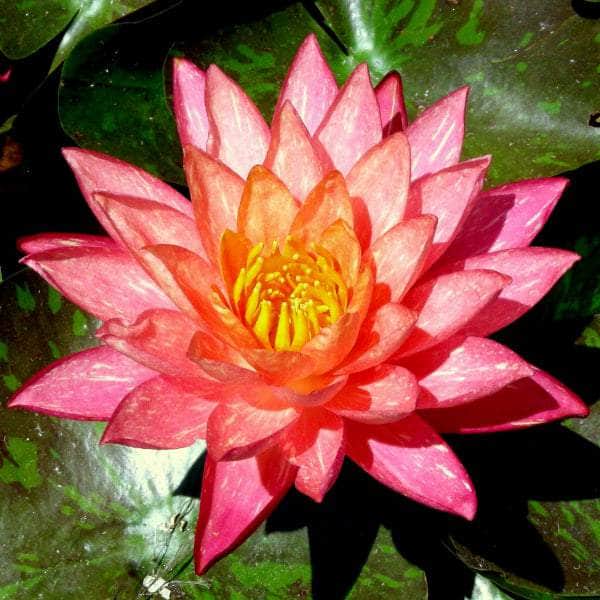 Aquatic Plants