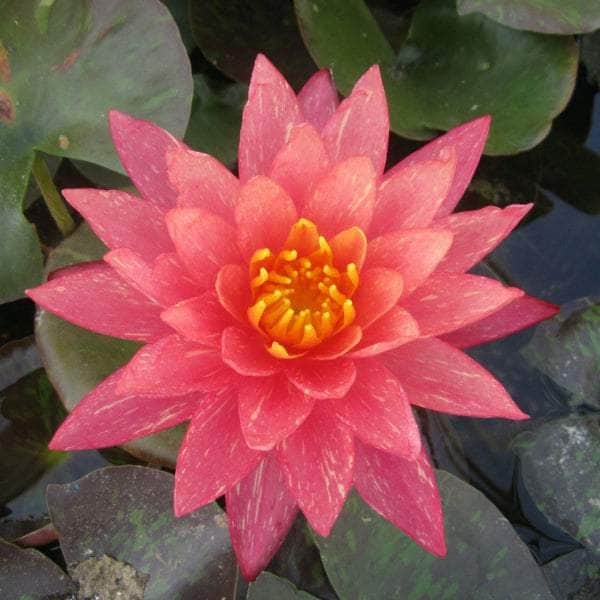 Acqua Garden Lily Lily, Nymphaea 'Wanvisa'