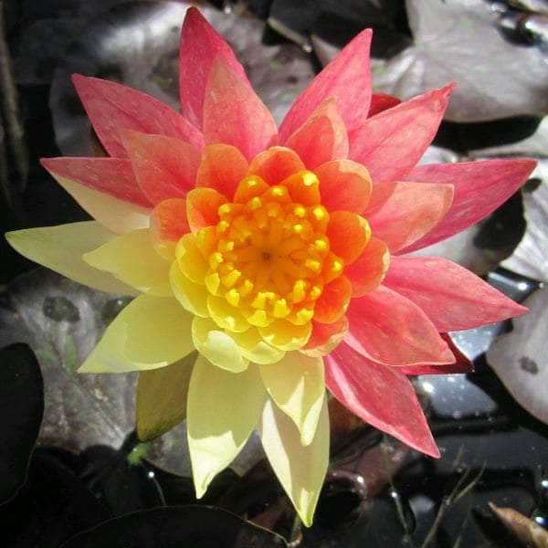 Acqua Garden Lily Lily, Nymphaea 'Wanvisa'