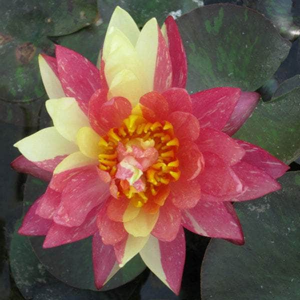 Acqua Garden Lily Lily, Nymphaea 'Wanvisa'