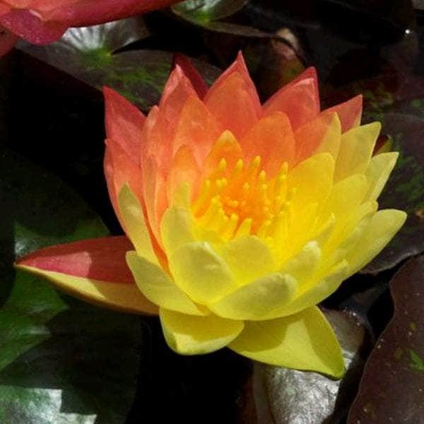 Acqua Garden Lily Lily, Nymphaea 'Wanvisa'