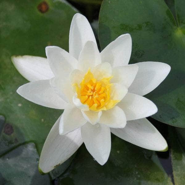 Acqua Garden Lily Small 1 x 3 Litre Pot Lily, Nymphaea 'Albatross'