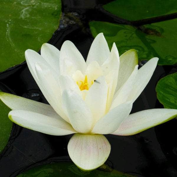 Acqua Garden Lily Small 1 x 3 Litre Pot Lily, Nymphaea 'Albatross'