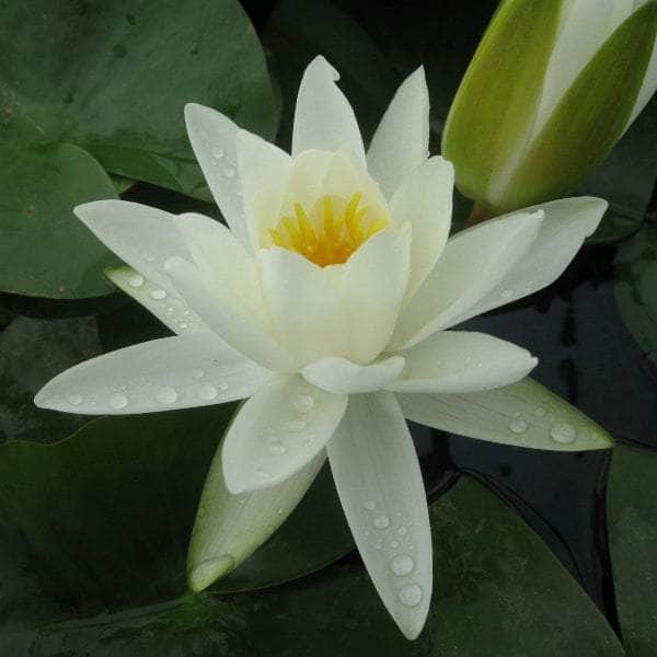 Acqua Garden Lily Small 1 x 3 Litre Pot Lily, Nymphaea 'Albatross'