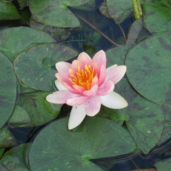 Acqua Garden Lily Small 1 x 1 Litre Pot Lily, Nymphaea 'Aurora'