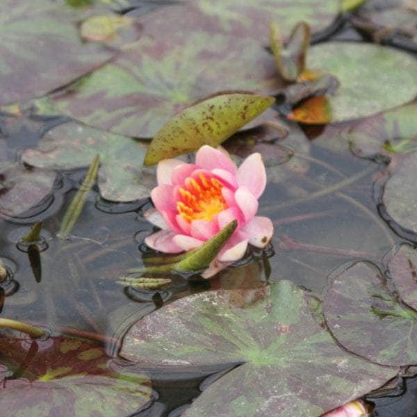 Acqua Garden Lily Small 1 x 1 Litre Pot Lily, Nymphaea 'Aurora'