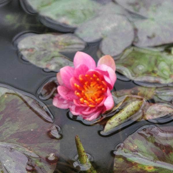 Acqua Garden Lily Small 1 x 1 Litre Pot Lily, Nymphaea 'Aurora'