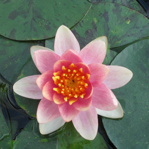 Acqua Garden Lily Small Lily, Nymphaea Aurora