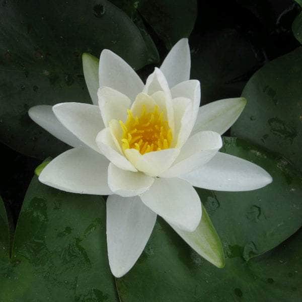 Acqua Garden Lily Small Lily, Nymphaea 'Gladstoniana'
