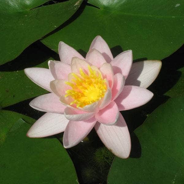 Aquatic Plants