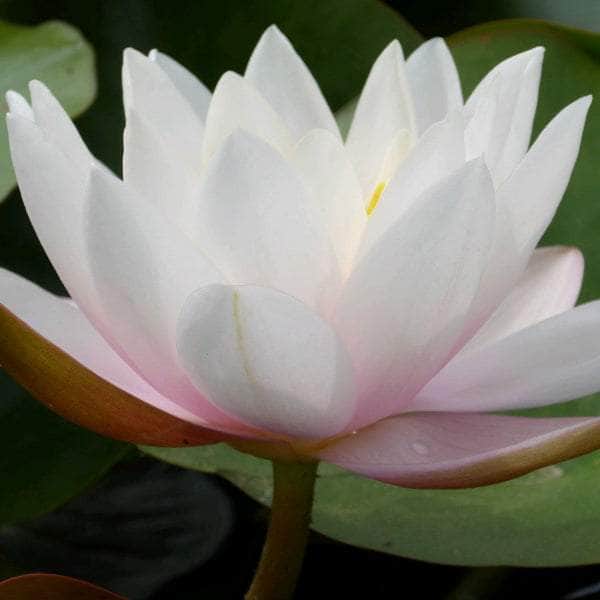 Acqua Garden Lily Small Lily, Nymphaea 'Marliacea Carnea'