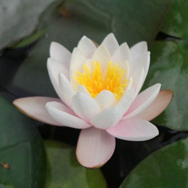 Acqua Garden Lily Small Lily, Nymphaea 'Marliacea Carnea'