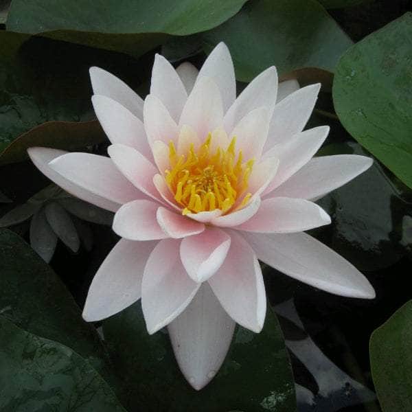 Acqua Garden Lily Small Lily, Nymphaea 'Marliacea Carnea'
