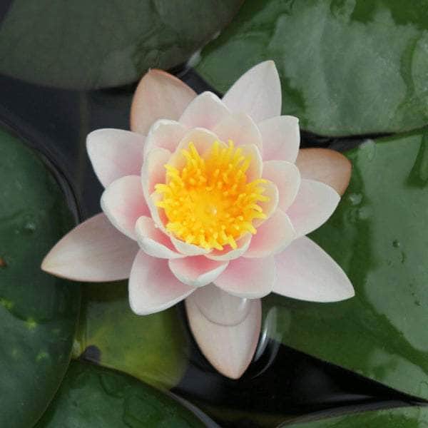 Acqua Garden Lily Small Lily, Nymphaea 'Marliacea Carnea'