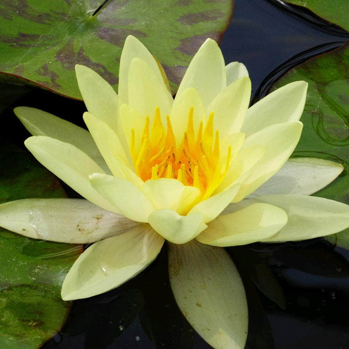 Acqua Garden Lily Small Lily, Nymphaea 'Marliacea Chromatella'