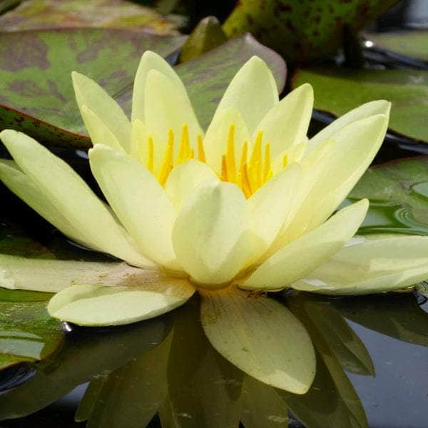 Acqua Garden Lily Small Lily, Nymphaea 'Marliacea Chromatella'