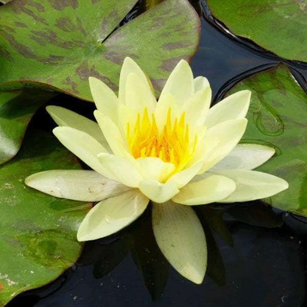 Acqua Garden Lily Small Lily, Nymphaea 'Marliacea Chromatella'