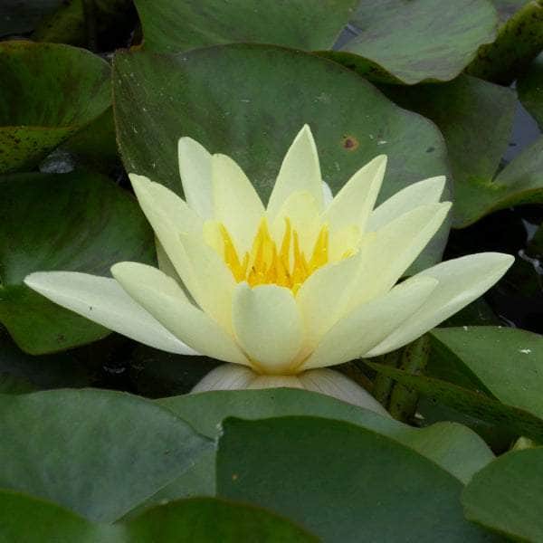 Acqua Garden Lily Small Lily, Nymphaea 'Marliacea Chromatella'