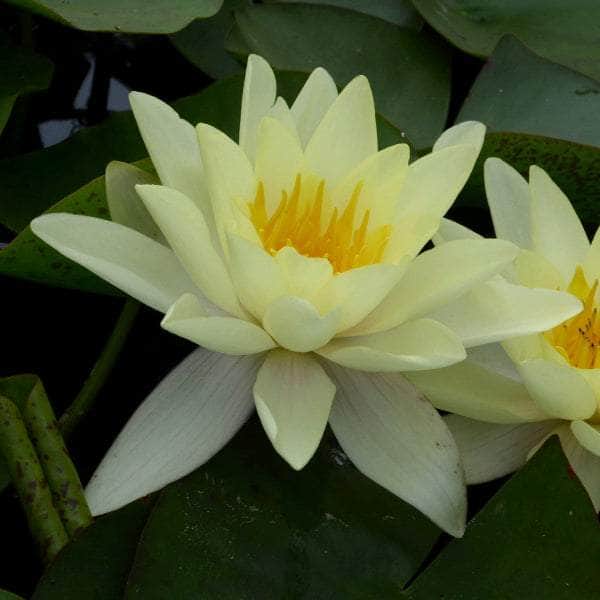 Acqua Garden Lily Small Lily, Nymphaea 'Marliacea Chromatella'