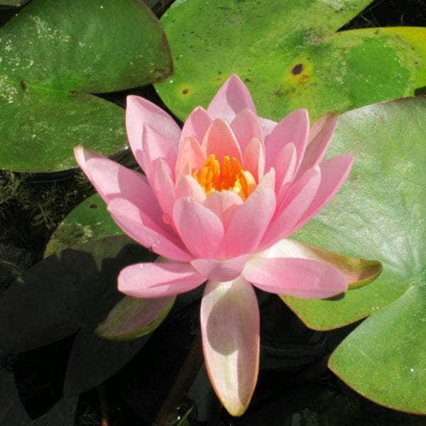 Acqua Garden Lily Small 1 x 3 Litre Pot Lily, Nymphaea 'Odorata Firecrest'