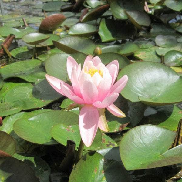 Acqua Garden Lily Small 1 x 3 Litre Pot Lily, Nymphaea 'Odorata Firecrest'