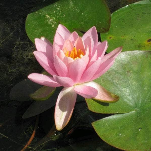 Acqua Garden Lily Small 1 x 3 Litre Pot Lily, Nymphaea 'Odorata Firecrest'