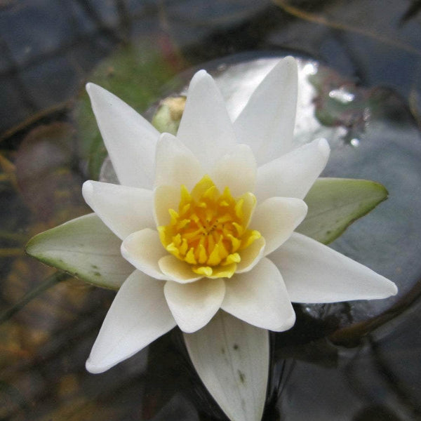 Acqua Garden Lily Small Lily, Nymphaea Pygmaea Alba