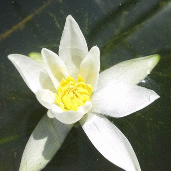Acqua Garden Lily Small Lily, Nymphaea Pygmaea Alba