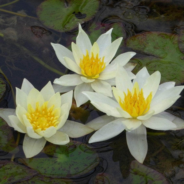 Acqua Garden Lily Small Lily, Nymphaea Pygmaea Helvola