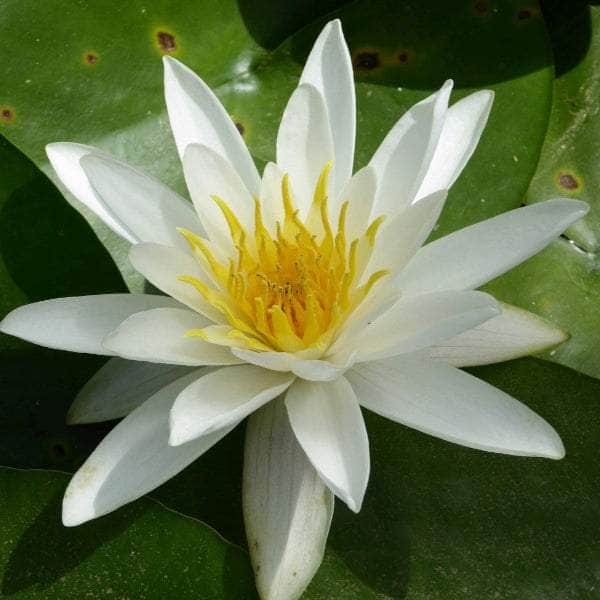 Acqua Garden Lily White Water Lily, Nymphaea Alba