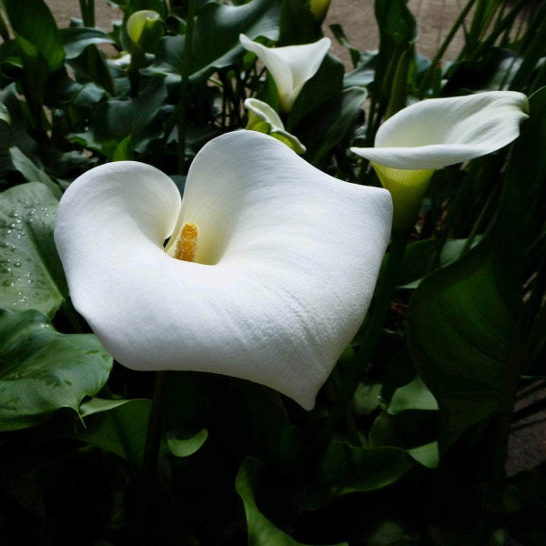 Acqua Garden Marginal Arum Lily, Zantedeschia Aethiopica 'Crowborough'